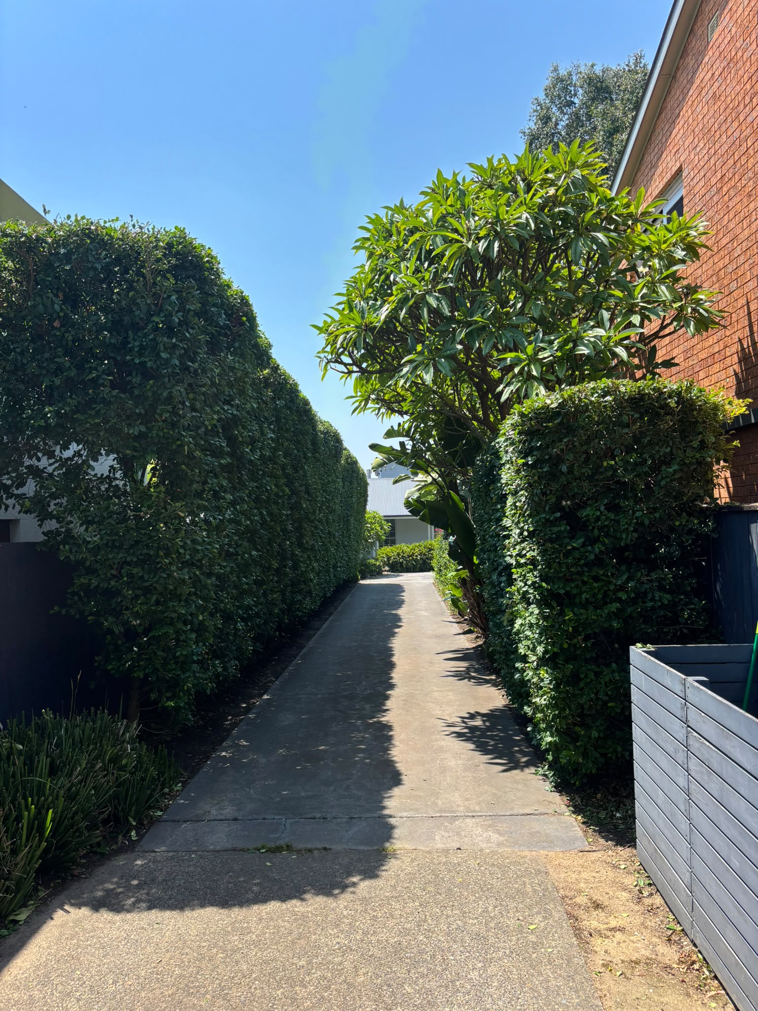 Precision hedging and topiary work by Marigold Gardening